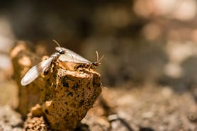 lorsque les termites ailés sortent Quand les termites ailés sortent 1